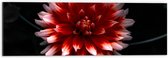 WallClassics - Dibond - Roze met Rode Bloem - 60x20 cm Foto op Aluminium (Met Ophangsysteem)