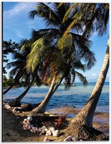 WallClassics - Dibond - Schuine Palmbomen op het Strand - 30x40 cm Foto op Aluminium (Met Ophangsysteem)
