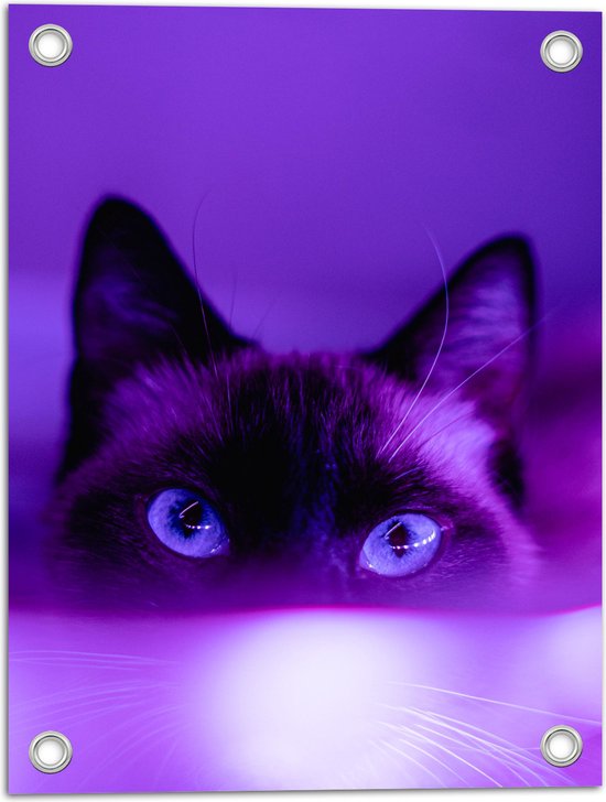 WallClassics - Tuinposter – Zwarte Kat in het Paarse Licht - 30x40 cm Foto op Tuinposter  (wanddecoratie voor buiten en binnen)