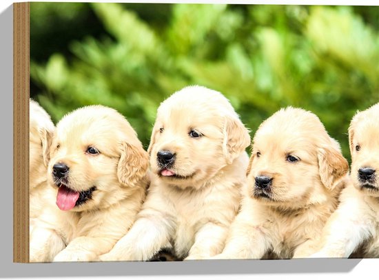 WallClassics - Hout - Vijf Puppies op een Rij - 40x30 cm - 12 mm dik - Foto op Hout (Met Ophangsysteem)