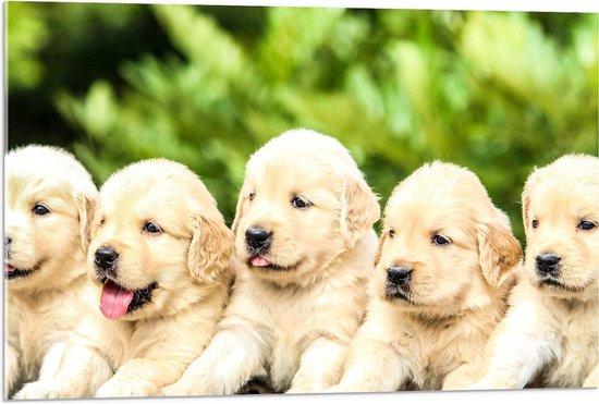 WallClassics - Acrylglas - Vijf Puppies op een Rij - 90x60 cm Foto op Acrylglas (Met Ophangsysteem)