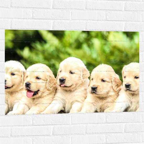WallClassics - Muursticker - Vijf Puppies op een Rij - 90x60 cm Foto op Muursticker