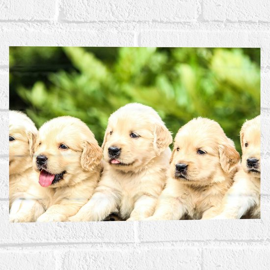 WallClassics - Muursticker - Vijf Puppies op een Rij - 40x30 cm Foto op Muursticker