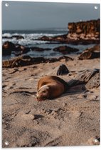 WallClassics - Tuinposter – Liggende Zeehond op het Strand - 60x90 cm Foto op Tuinposter  (wanddecoratie voor buiten en binnen)