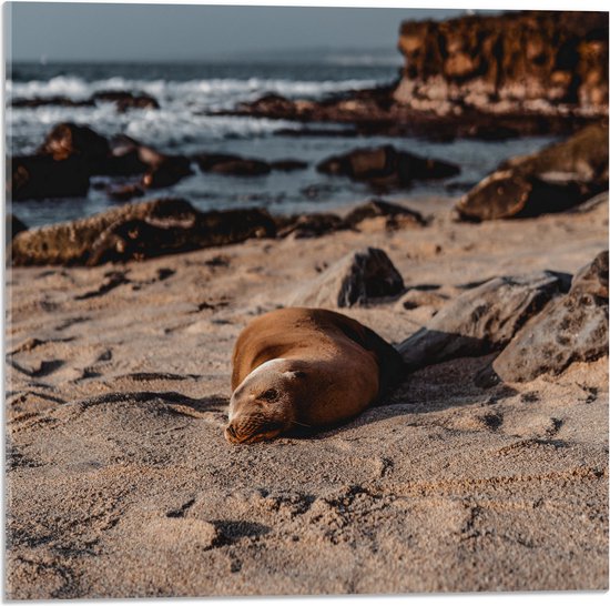 WallClassics - Acrylglas - Liggende Zeehond op het Strand - 50x50 cm Foto op Acrylglas (Wanddecoratie op Acrylaat)