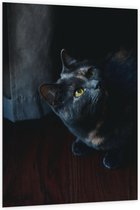 WallClassics - Dibond - Zwarte Kat - 100x150 cm Foto op Aluminium (Met Ophangsysteem)