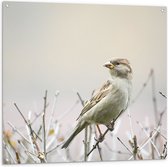 WallClassics - Tuinposter – Vogel - Mus op een Tak - 100x100 cm Foto op Tuinposter  (wanddecoratie voor buiten en binnen)