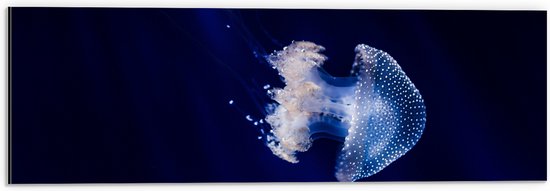 WallClassics - Dibond - Witte Kwal onder Blauw Water - 60x20 cm Foto op Aluminium (Met Ophangsysteem)