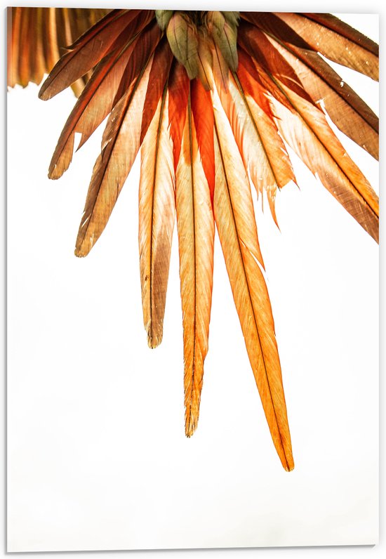 WallClassics - Acrylglas - Oranje Veren van Vogel - 40x60 cm Foto op Acrylglas (Wanddecoratie op Acrylaat)