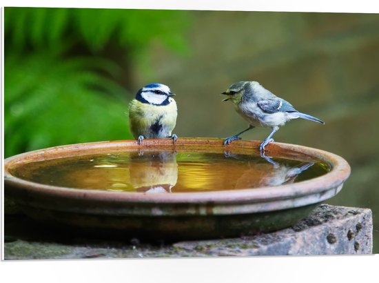 WallClassics - PVC Schuimplaat- Vogeltjes Fluitend bij een Drinkbak - 75x50 cm Foto op PVC Schuimplaat