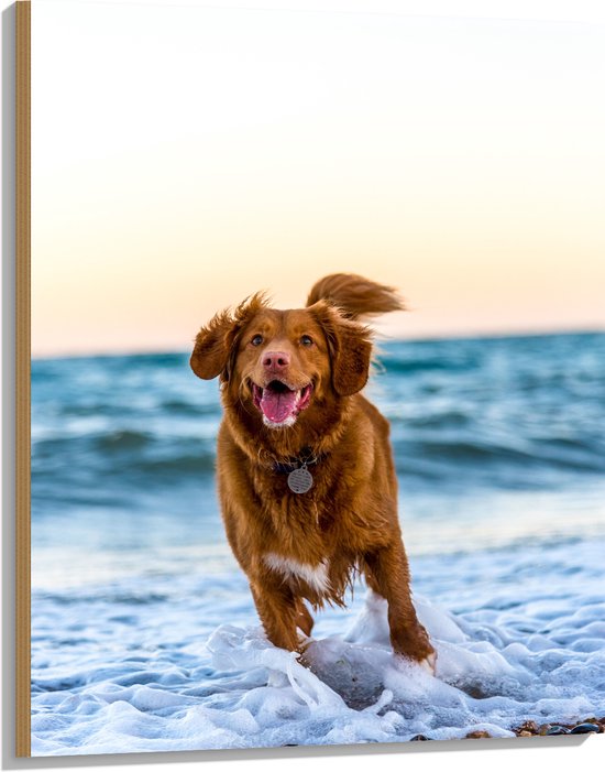 WallClassics - Hout - Vrolijke Hond op het Strand - 75x100 cm - 12 mm dik - Foto op Hout (Met Ophangsysteem)