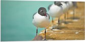 WallClassics - Drapeau - Vogels sur l'échafaud - Photo sur drapeau polyester 100 x 50 cm