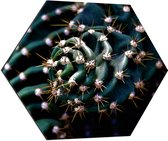 WallClassics - Dibond Hexagon - Prikkels van Cactus - 80x69.6 cm Foto op Hexagon (Met Ophangsysteem)