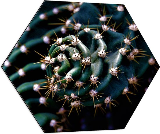 WallClassics - Dibond Hexagon - Prikkels van Cactus - 80x69.6 cm Foto op Hexagon (Met Ophangsysteem)