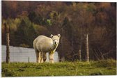 WallClassics - Acrylglas - Alpaca in de Wei - 75x50 cm Foto op Acrylglas (Met Ophangsysteem)