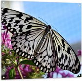 WallClassics - Tuinposter – Zwart met Witte Vlinder op Roze Bloemen - 100x100 cm Foto op Tuinposter  (wanddecoratie voor buiten en binnen)