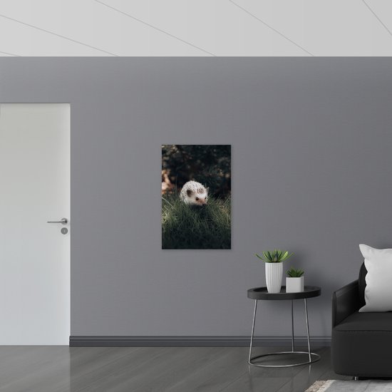 WallClassics - Panneau de mousse PVC - Hérisson Witte dans l'herbe - Photo 60x90 cm sur panneau de mousse PVC