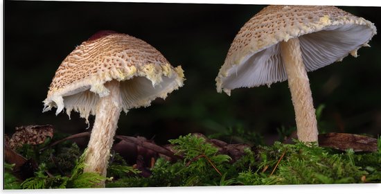 WallClassics - Dibond - Twee Paddestoelen in het Bos - 100x50 cm Foto op Aluminium (Wanddecoratie van metaal)