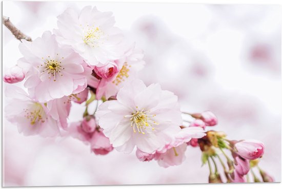 WallClassics - Acrylglas - Roze Cherry Bloemen - 75x50 cm Foto op Acrylglas (Wanddecoratie op Acrylaat)