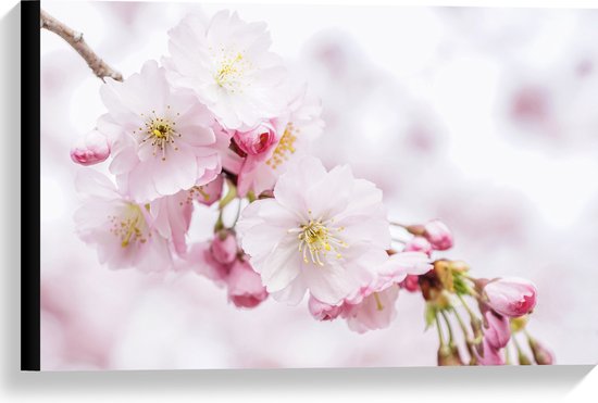 WallClassics - Canvas  - Roze Cherry Bloemen - 60x40 cm Foto op Canvas Schilderij (Wanddecoratie op Canvas)