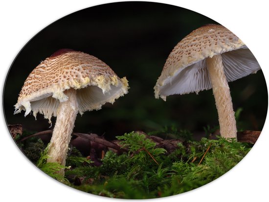 WallClassics - Dibond Ovaal - Twee Paddestoelen in het Bos - 96x72 cm Foto op Ovaal (Met Ophangsysteem)