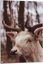 WallClassics - Tuinposter – Wit Hert in het Bos - 70x105 cm Foto op Tuinposter  (wanddecoratie voor buiten en binnen)