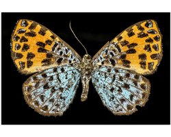 Poster (Mat) - Apodemia Vlinder met Zwarte Achtergrond - 60x40 cm Foto op Posterpapier met een Matte look