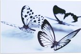 WallClassics - Acrylglas - Zwarte Vlinders op Witte Achtergrond - 60x40 cm Foto op Acrylglas (Met Ophangsysteem)