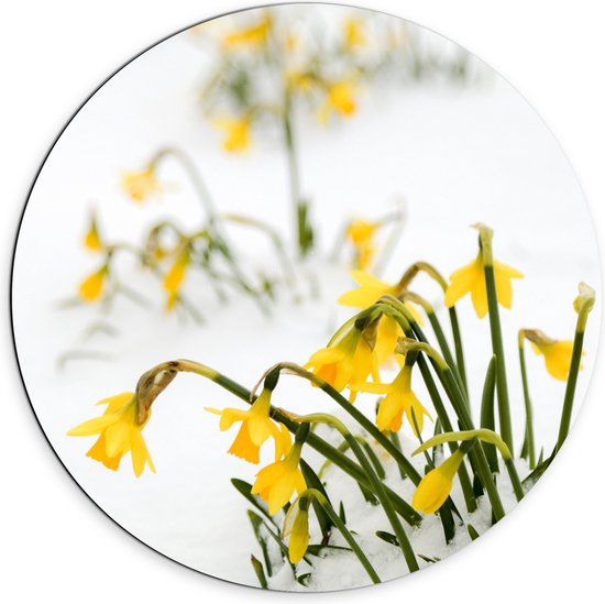 WallClassics - Dibond Muurcirkel - Gele Narcissen Bloemetjes in de Sneeuw - 70x70 cm Foto op Aluminium Muurcirkel (met ophangsysteem)