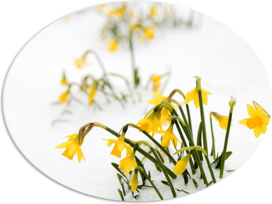 WallClassics - PVC Schuimplaat Ovaal - Gele Narcissen Bloemetjes in de Sneeuw - 56x42 cm Foto op Ovaal  (Met Ophangsysteem)