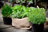 Les herbes les plus savoureuses pour votre jardin d'herbes aromatiques - 5 sachets de Graines d'aromates