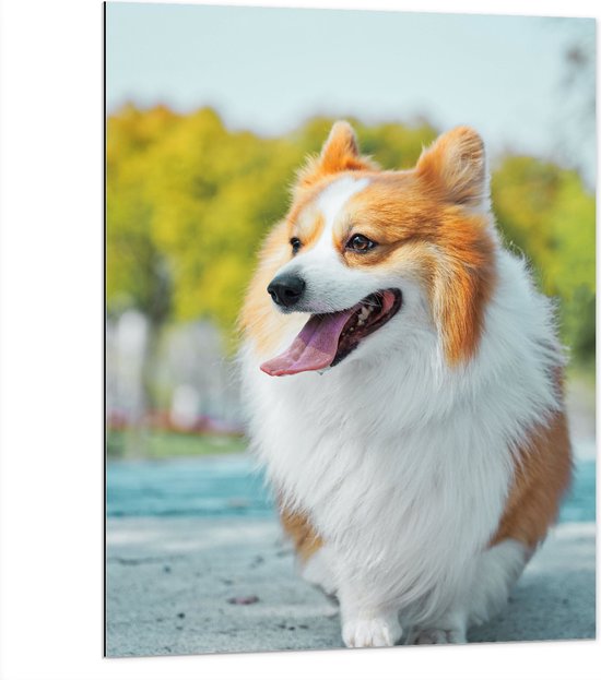 WallClassics - Dibond - Vrolijke Welsh Corgi Hond op Straat - 75x100 cm Foto op Aluminium (Met Ophangsysteem)