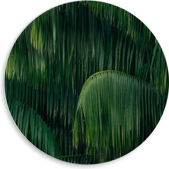 WallClassics - PVC Schuimplaat Muurcirkel - Groene Plant met Lange Bladeren - 50x50 cm Foto op Muurcirkel (met ophangsysteem)