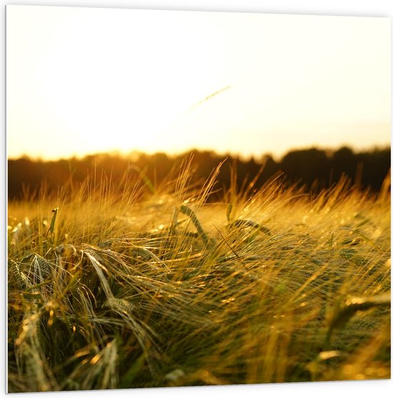 WallClassics - PVC Schuimplaat- Sprinkhaan in het Gras - 100x100 cm Foto op PVC Schuimplaat