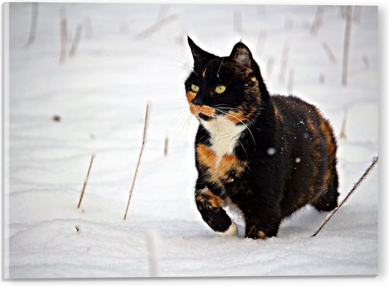 WallClassics - Acrylglas - Zwarte Poes in de Sneeuw - 40x30 cm Foto op Acrylglas (Wanddecoratie op Acrylaat)