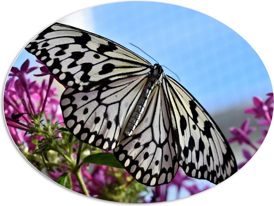 WallClassics - Panneau de mousse PVC ovale - Zwart avec papillon Witte sur Fleurs roses - 108x81 cm Photo sur ovale (avec système de suspension)