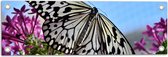 WallClassics - Tuinposter – Zwart met Witte Vlinder op Roze Bloemen - 60x20 cm Foto op Tuinposter  (wanddecoratie voor buiten en binnen)