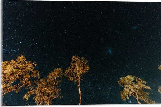 WallClassics - Acrylglas - Bomen in de Nacht onder Sterrenhemel - 60x40 cm Foto op Acrylglas (Wanddecoratie op Acrylaat)