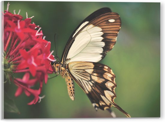 WallClassics - Acrylglas - Bruin met Witte Vlinder bij Rode Bloem - 40x30 cm Foto op Acrylglas (Wanddecoratie op Acrylaat)