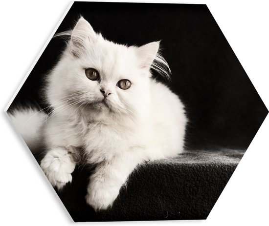 WallClassics - PVC Schuimplaat Hexagon  - Witte Poes met Zwarte Achtergrond - 30x26.1 cm Foto op Hexagon (Met Ophangsysteem)