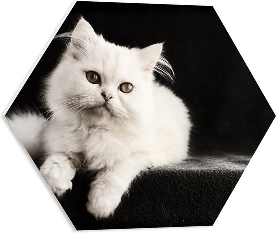 WallClassics - PVC Schuimplaat Hexagon  - Witte Poes met Zwarte Achtergrond - 50x43.5 cm Foto op Hexagon (Met Ophangsysteem)