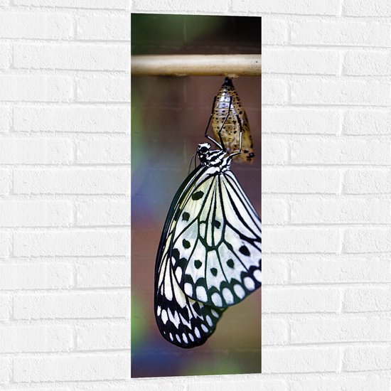 WallClassics - Muursticker - Zwart met Witte Vlinder komt uit Cocon - 30x90 cm Foto op Muursticker