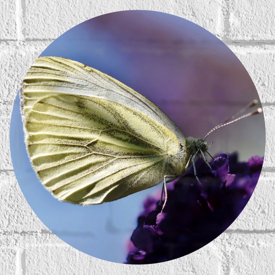 WallClassics - Muursticker Cirkel - Witte Vlinder op Paarse Bloem - 30x30 cm Foto op Muursticker