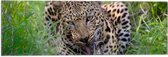 WallClassics - Drapeau - Léopard de chasse en train de manger - 60x20 cm Photo sur Drapeau Polyester