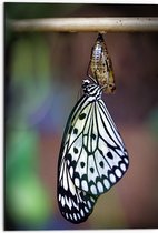 WallClassics - Dibond - Zwart met Witte Vlinder komt uit Cocon - 50x75 cm Foto op Aluminium (Met Ophangsysteem)