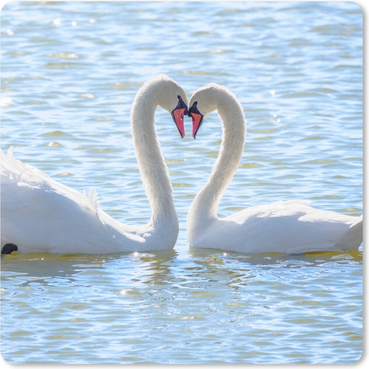 Muismat 20x20 cm - Mousepad Vogels - Zwaan - Water - Liefde - Zon - Muismatten