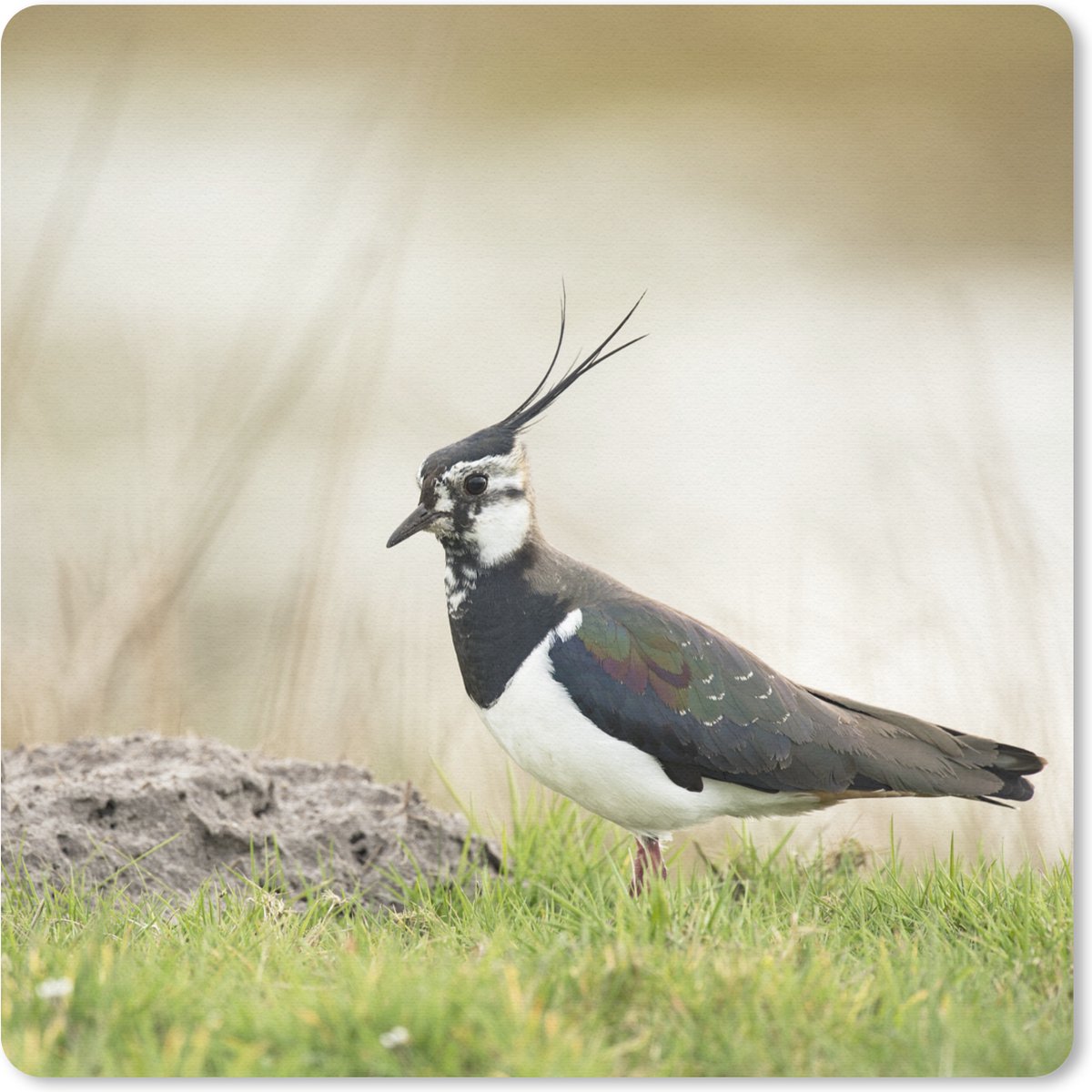 Muismat 20x20 cm - Mousepad Vogel - Gras - Dieren - Natuur - Kievit - Muismatten