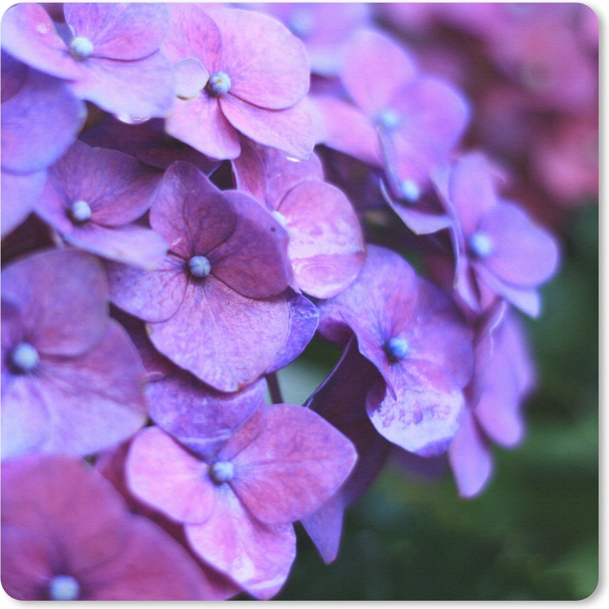 Muismat 20x20 cm - Mousepad Bloemen - Paars - Hortensia - Natuur - Bloemblaadjes - Muismatten