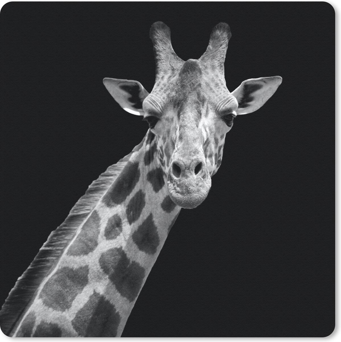 Muismat 30x30 cm - Mousepad Giraffe - Wilde dieren - Zwart - Wit - Portret - Muismatten