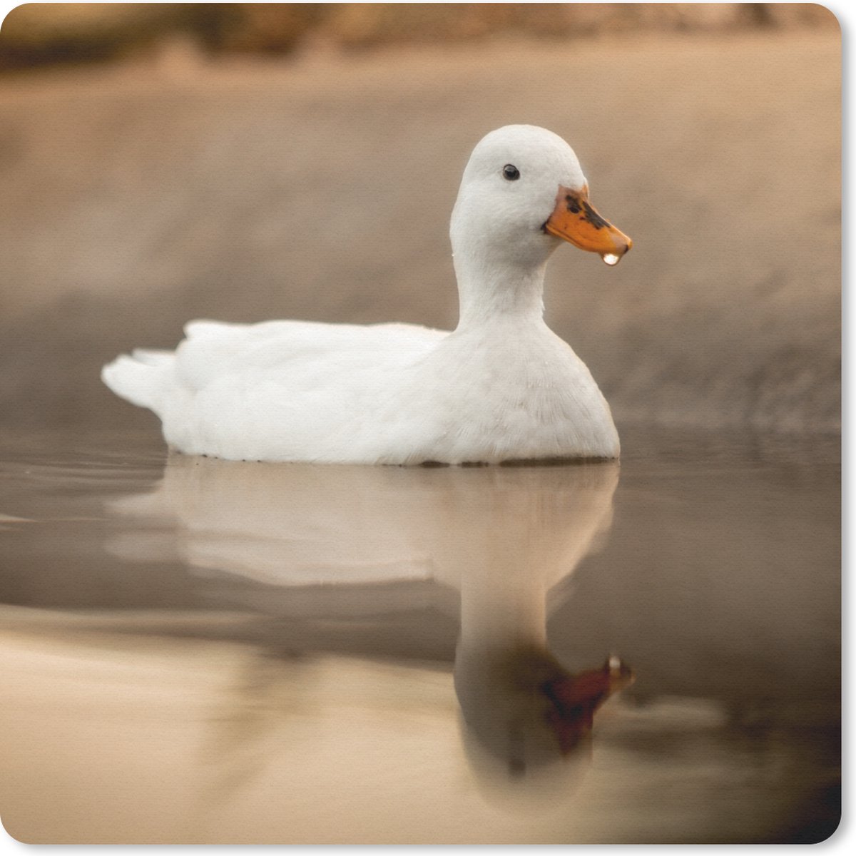 Muismat 30x30 cm - Mousepad Eend - Vogel - Water - Wit - Muismatten